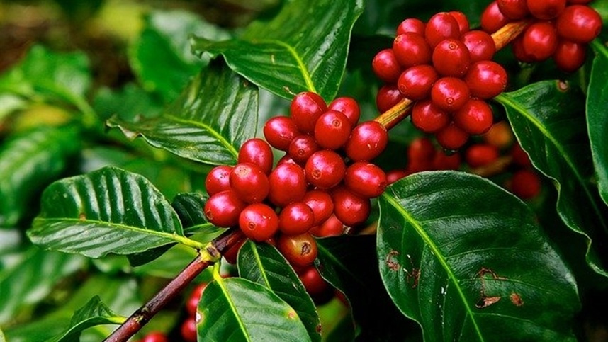 Tecnologia promete revolucionar lavouras de café
