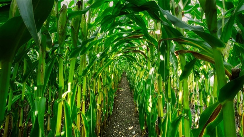 Milho entra em alerta com pressão nos preços