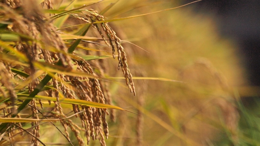 Colapso no plantio de arroz acende alerta global