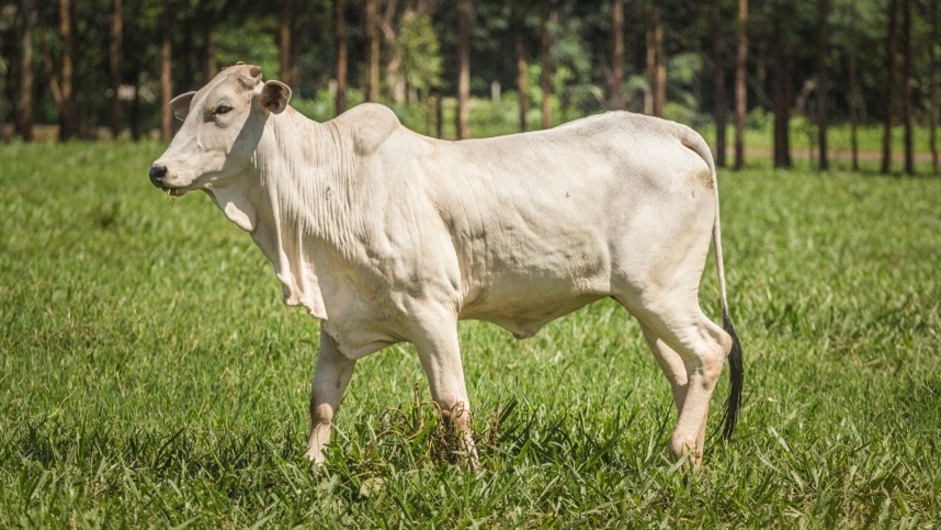 Boi gordo inicia semana com alta nas cotações