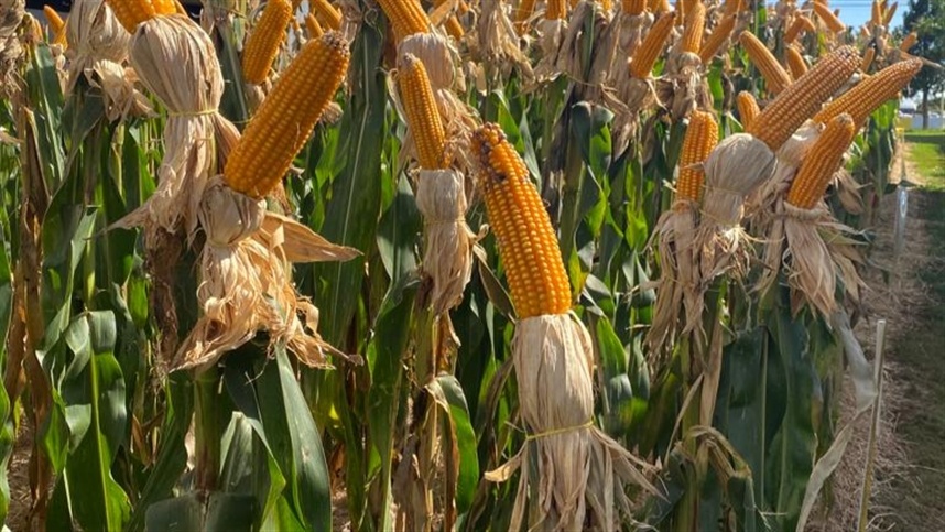 Argentina amplia projeção para produção de milho