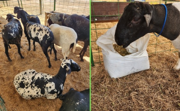 Ovinocultura ganha destaque na GreenFarm com programação técnica e degustações
