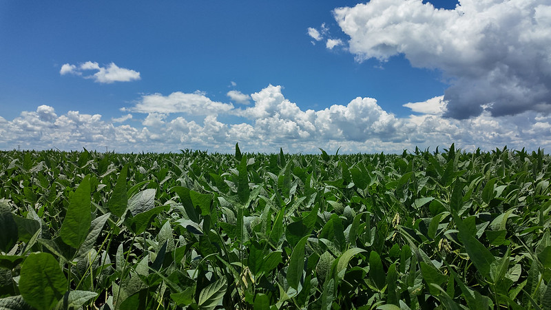 Sistema Famato | El Niño poderá influenciar projeção da safra 2026/27 de soja em Mato Grosso