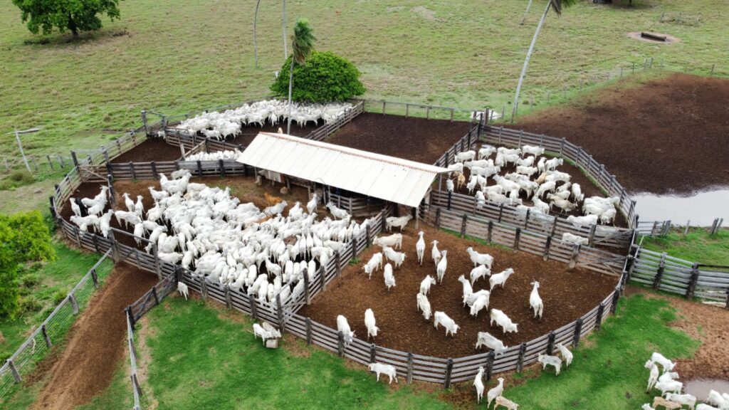 Sistema Famato | Confinamento bovino deve crescer 55% em 2026, aponta projeção do Imea