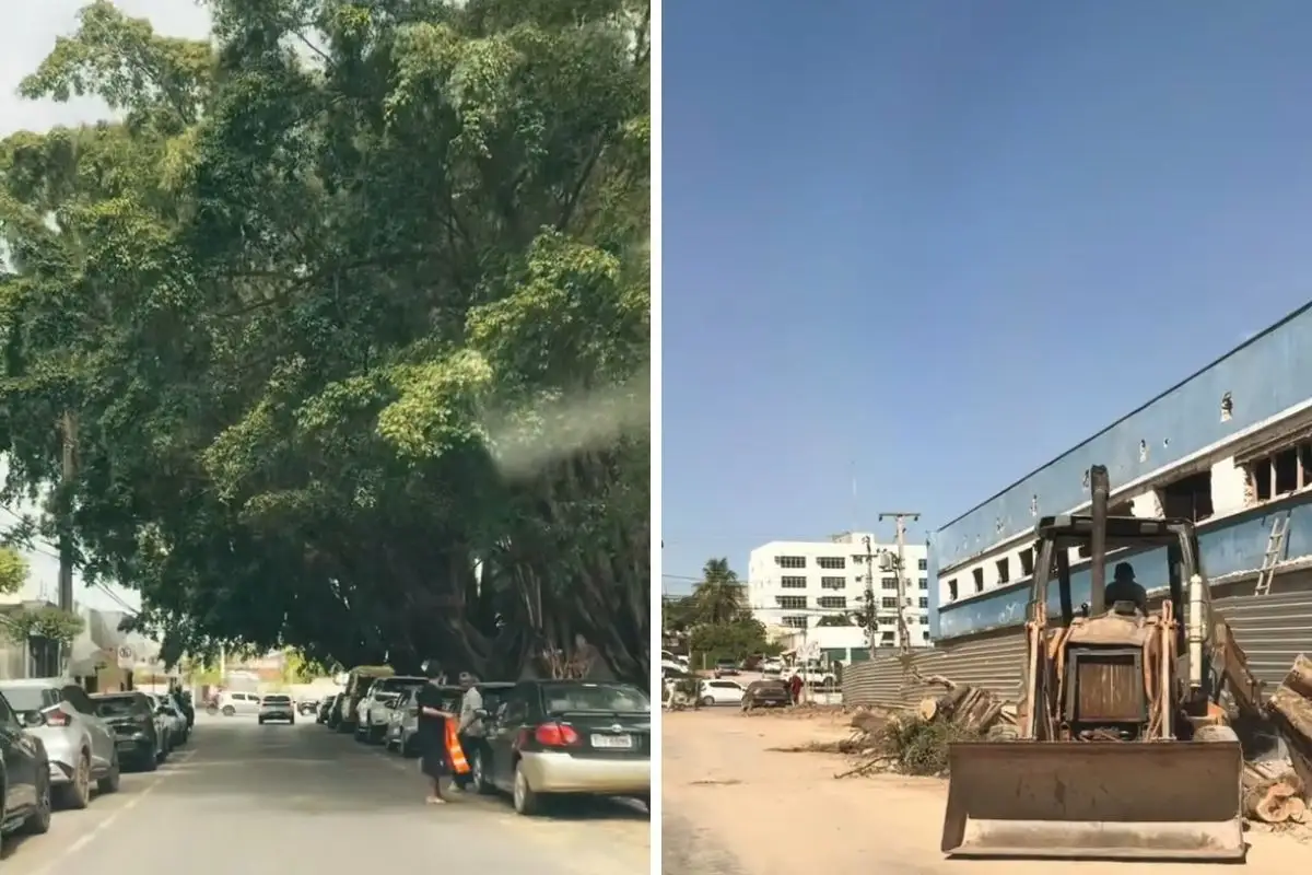 Após polêmica com corte de árvores, prefeitura endurece regras para podas em Cuiabá