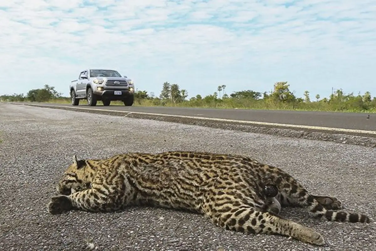 camara Jaguatirica morta na rodovia BR-262. (Foto: Edemir Rodrigues/GovMS)