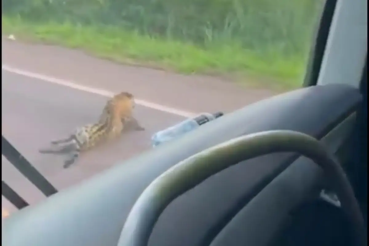 Onça atropelada na BR-262