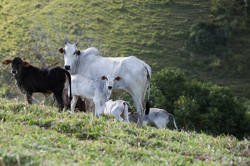 Sistema Famato | Famato alerta pecuaristas para o fim do prazo da 1ª etapa de vacinação contra a brucelose