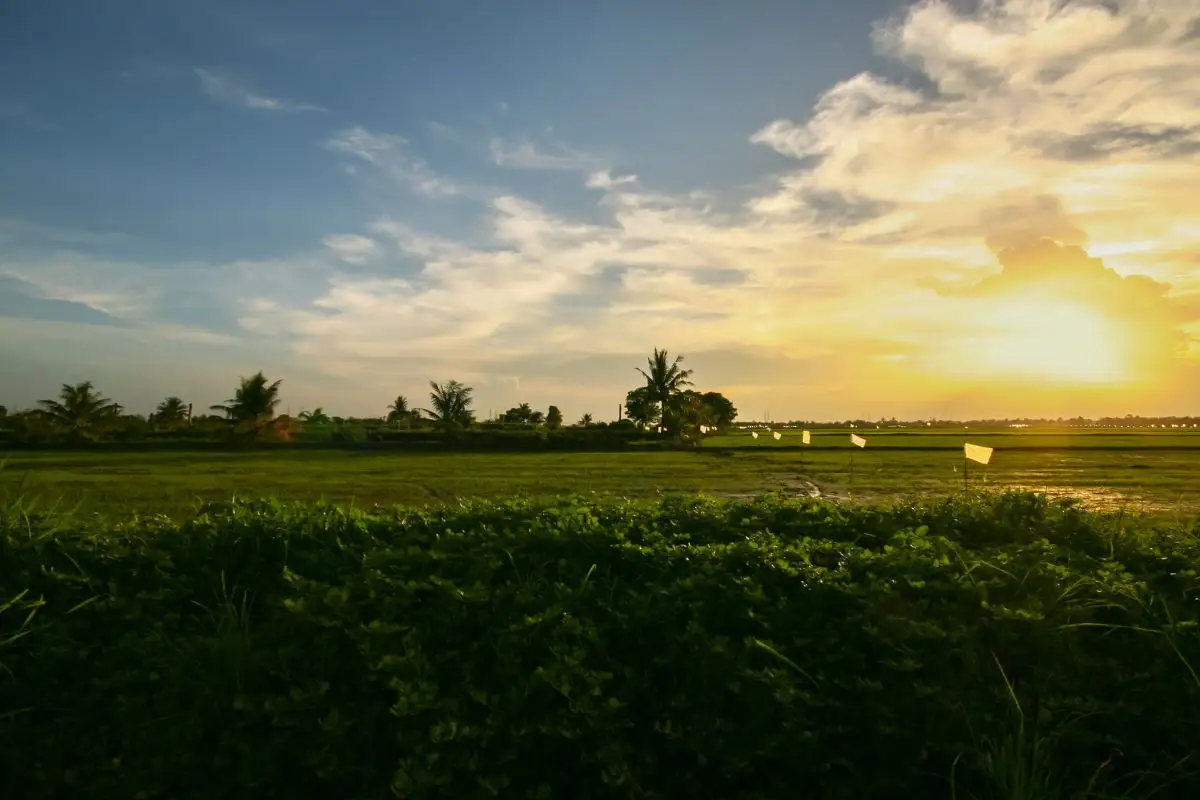 Gigantes do agro disputam compra de fazendas de R$ 1,85 bilhão em Mato Grosso