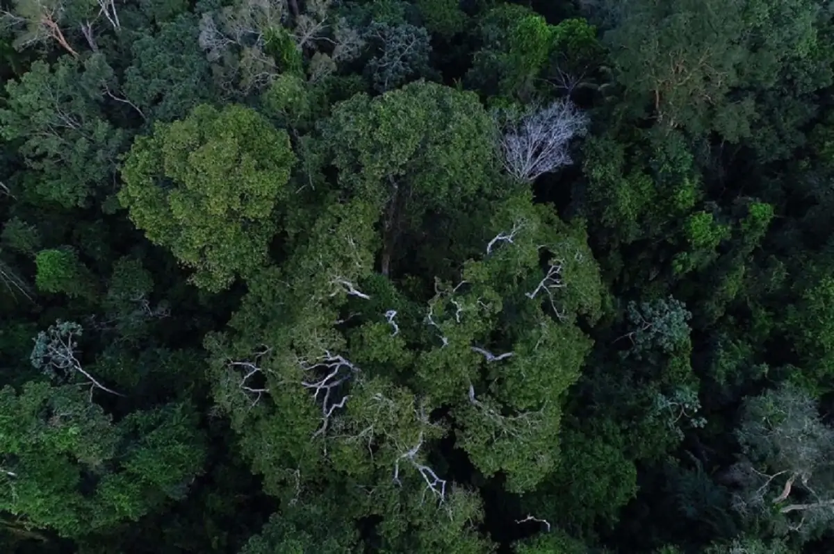 MT quer substituir madeira de desmatamento por florestas plantadas; entenda o plano