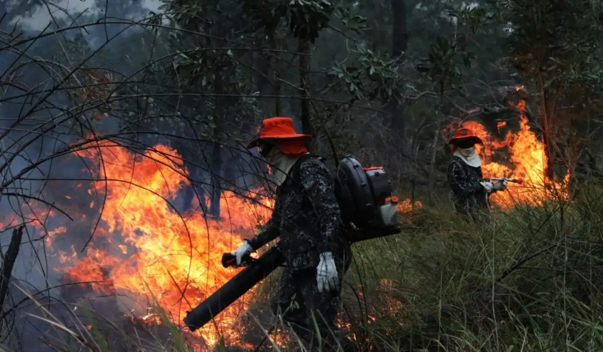 De incêndio florestais e cuidado com pets: decreto facilita envio de dinheiro a cidades