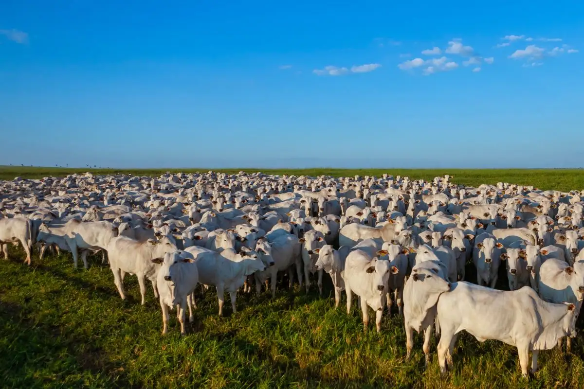 Pecuaristas podem perder espaço no mercado internacional por disputa entre MT e Pará, alerta ALMT ao STF