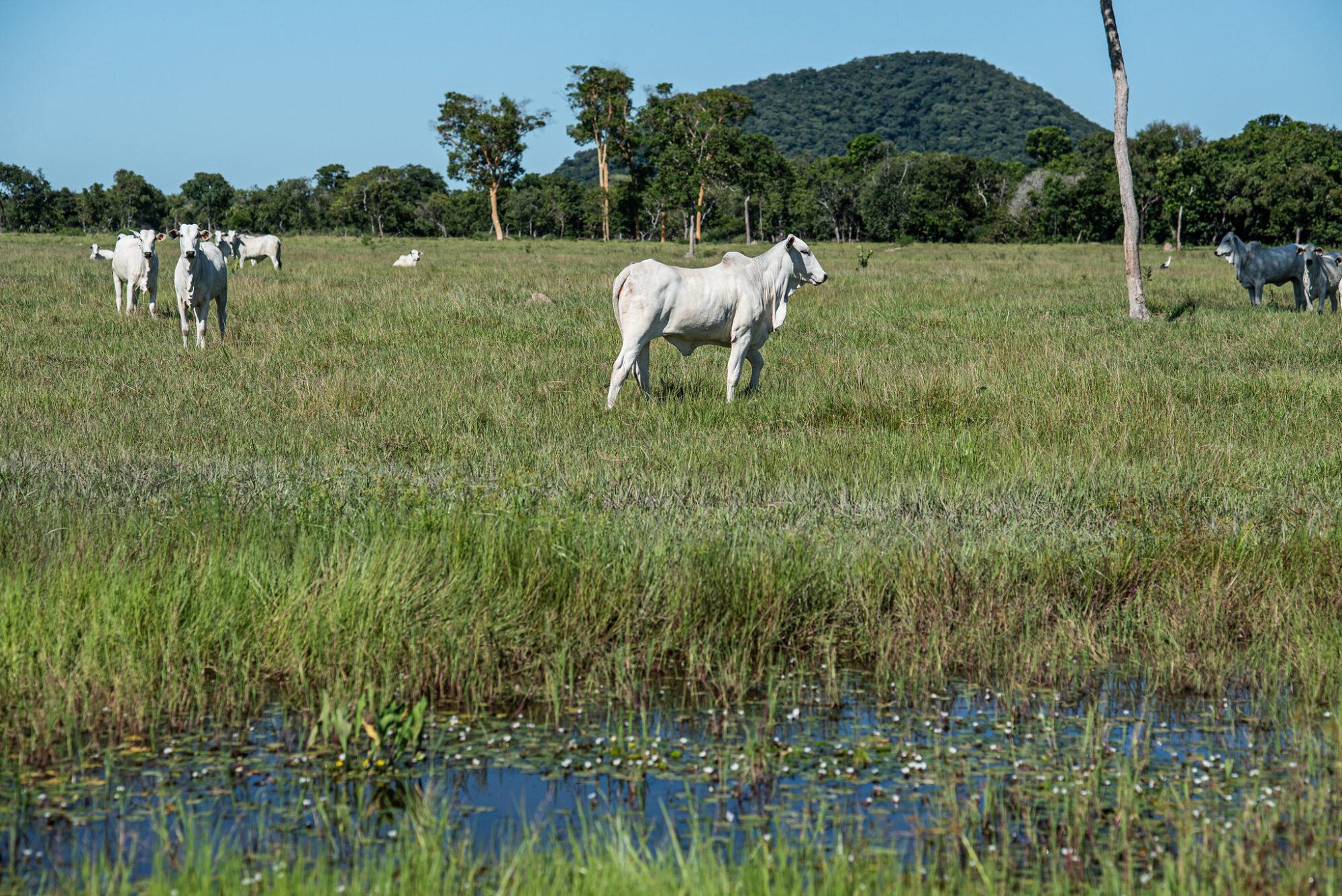 Sistema Famato | Nova resolução estabelece regras para áreas úmidas e amplia segurança jurídica aos produtores rurais em Mato Grosso