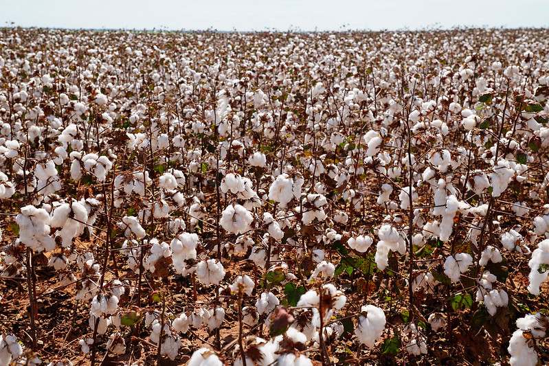 Sistema Famato | Colheita do algodão alcança 13,1% em Mato grosso e Imea indica atraso em relação à média histórica