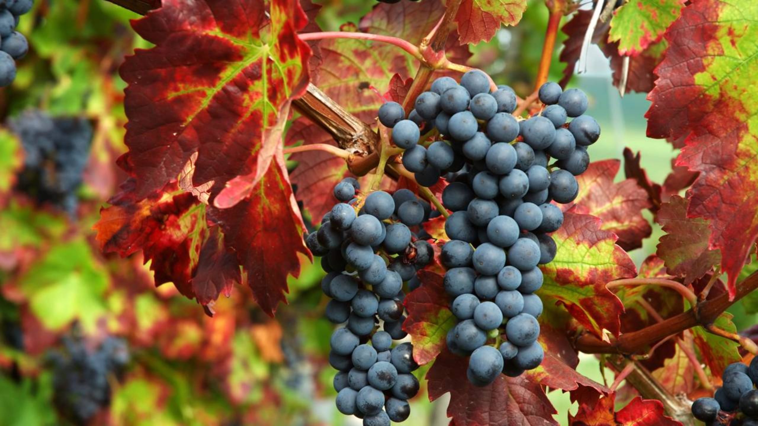 agora ele tem um vinhedo de 17 hectares na Patagônia e exporta seus vinhos