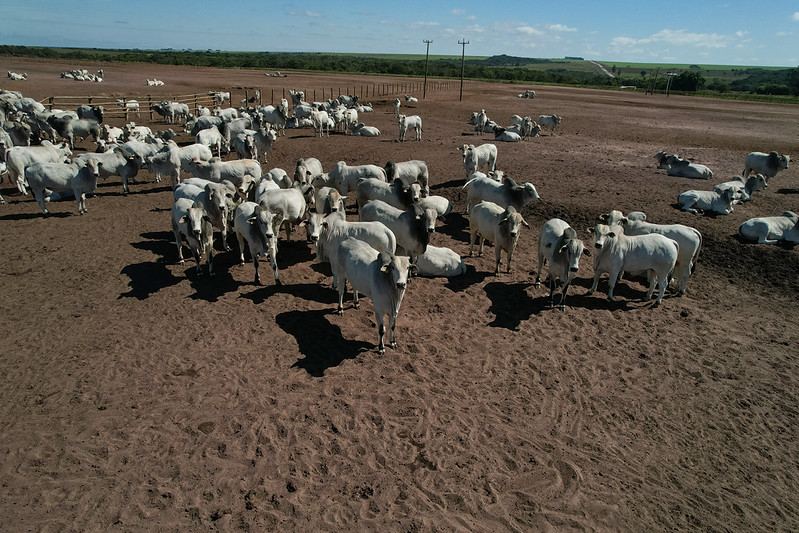 Sistema Famato | Famato e entidades alertam para impactos de regras europeias na pecuária brasileira