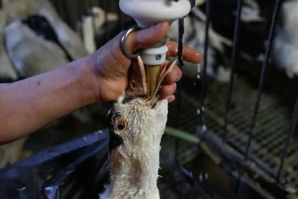 Foie gras proibido no Brasil? Entenda como iguaria é produzida