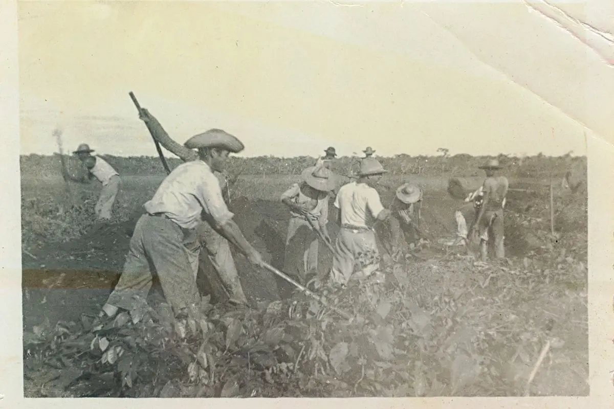 Dia do Agricultor celebra mais de 15 milhões de produtores; conheça a história da data