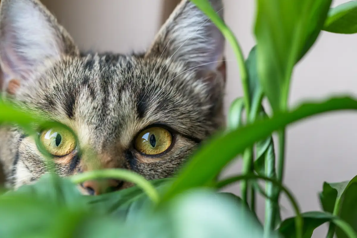 Gato podem conviver com plantas seguras e deixar a casa mais verde e acolhedora. (Foto: Reprodução)