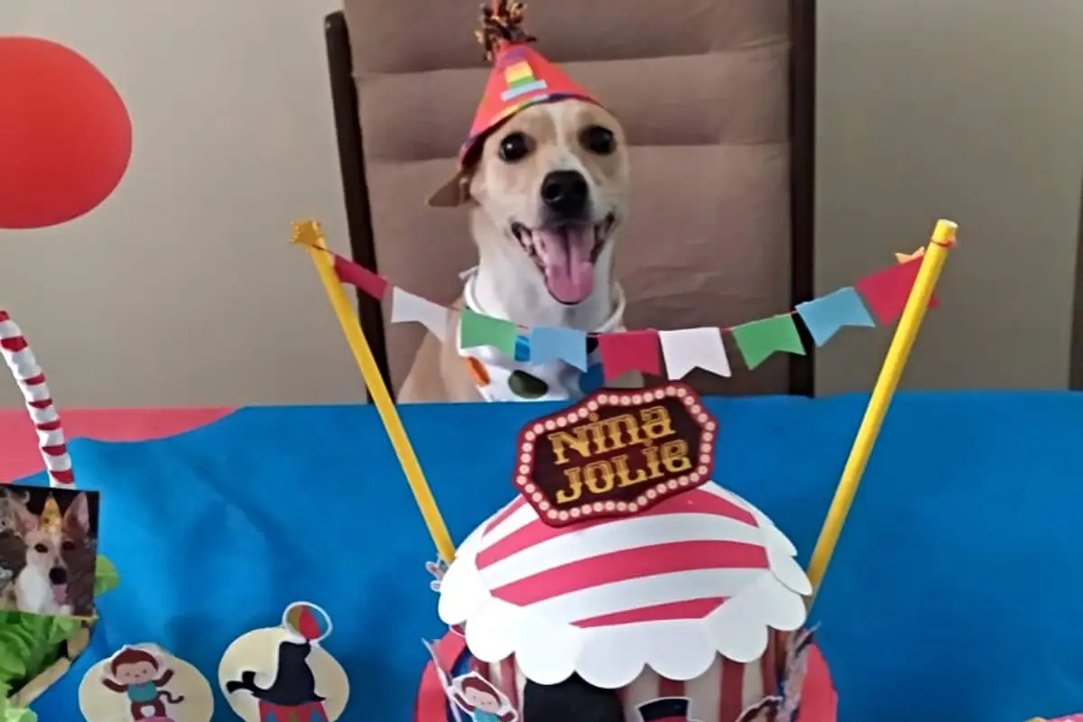 Cadelinha Nina Jolie ganhou até ‘mêsversário’ após tirar tutora da depressão