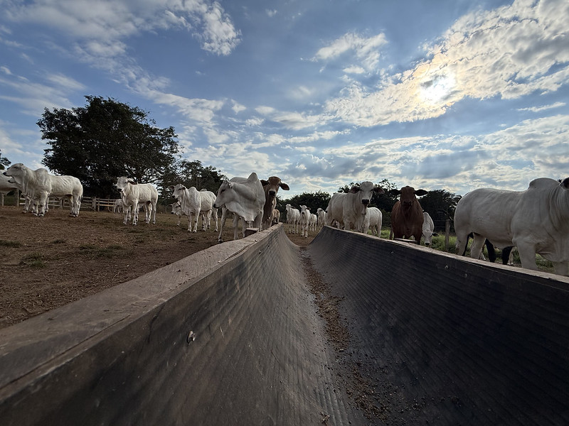 Sistema Famato | Confinamento em MT cresce 43% e deve atingir 1,33 milhão de animais em 2026, aponta Imea