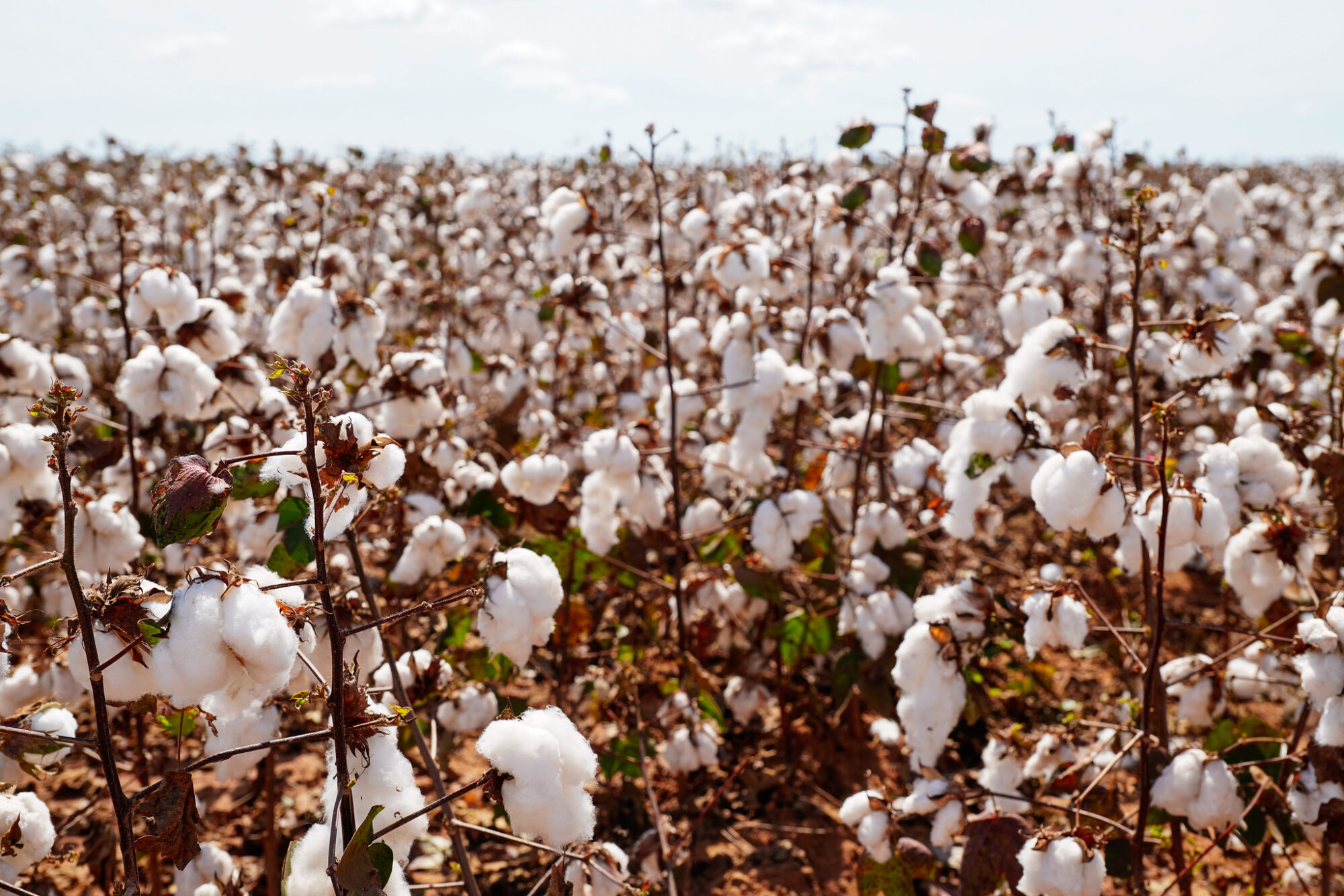 Sistema Famato | MT projeta recorde de produtividade do algodão, mas produção final deve ser menor devido à redução de área