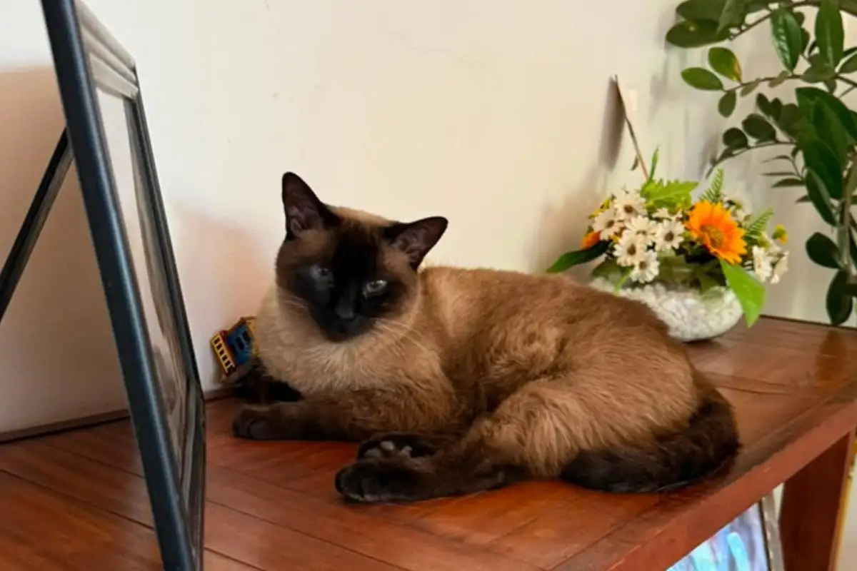 Eles mandam na casa? Conheça os gatos que viraram os verdadeiros donos do pedaço