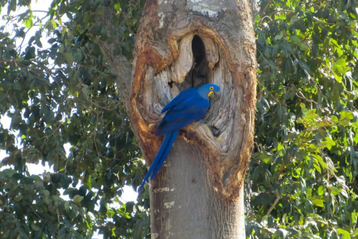 Período reprodutivo da arara-azul-grande já começou no Brasil; veja os primeiros registros