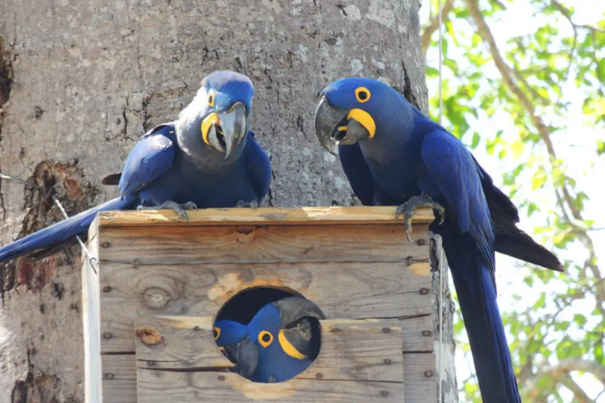 Ninho feito para ajudar família de arara-azul na época de reprodução. (Foto: Fernanda Fontoura)