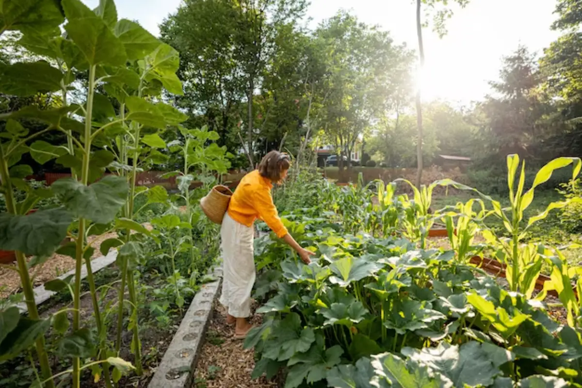 Curso gratuito da Embrapa ensina a montar hortas do plantio ao cultivo