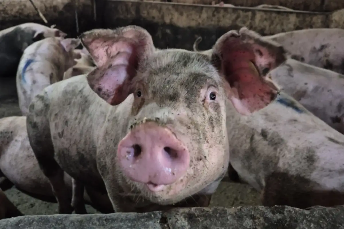 Suinocultura de MS cresce com tecnologia, sustentabilidade e novas fontes de renda. (Foto: Reprodução)