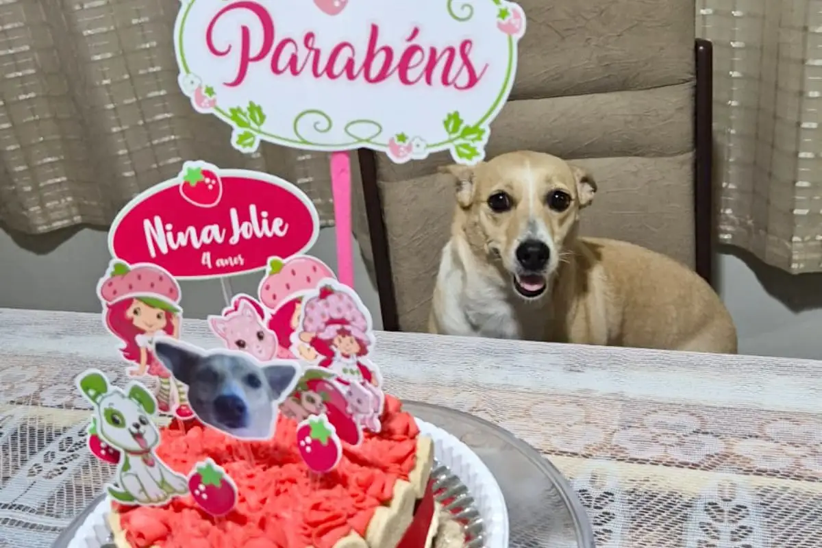 Vira-lata chegou pequena, venceu desafios de saúde, ganhou mesversários e hoje reina absoluta quando o assunto é festa em família. (Foto: Daniela Ensinas)