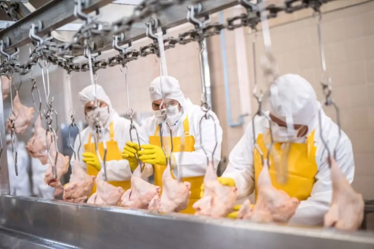 Brasil volta a vender frango para China e exportações disparam quase 30% em julho