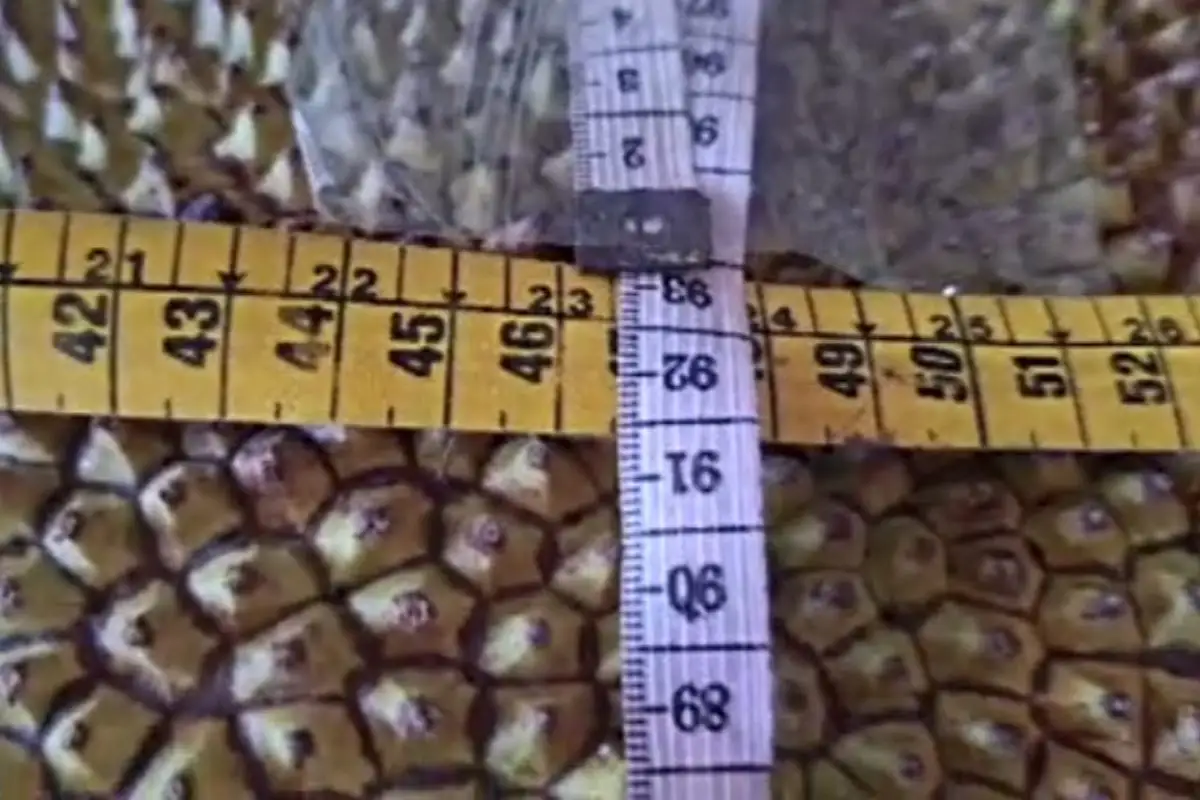 Fruta gigante de quase 1 metro chama atenção e impressiona pelo cheiro forte e tamanho fora do comum