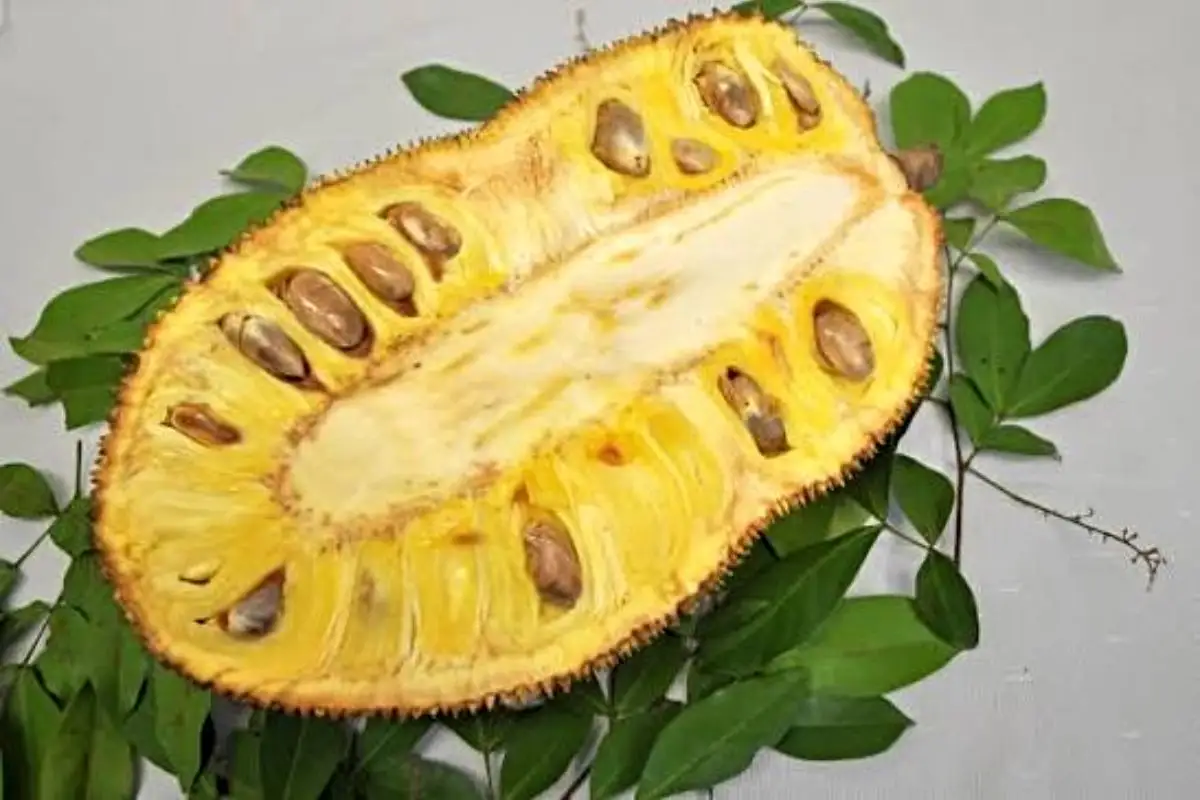 fruta jaca