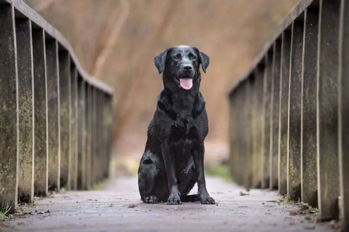 Comprar um cachorro de raça e descobrir que ele não é puro pode gerar indenização; entenda