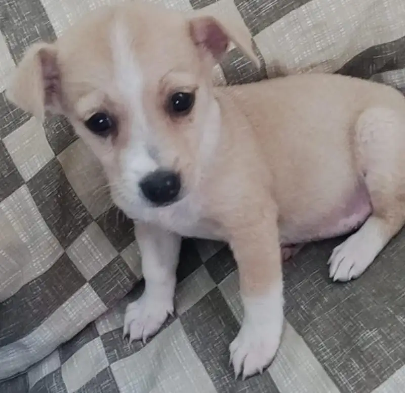 Nina Jolie quando foi adotada com seus 50 dias de vida. (Foto: Daniela Ensinas)