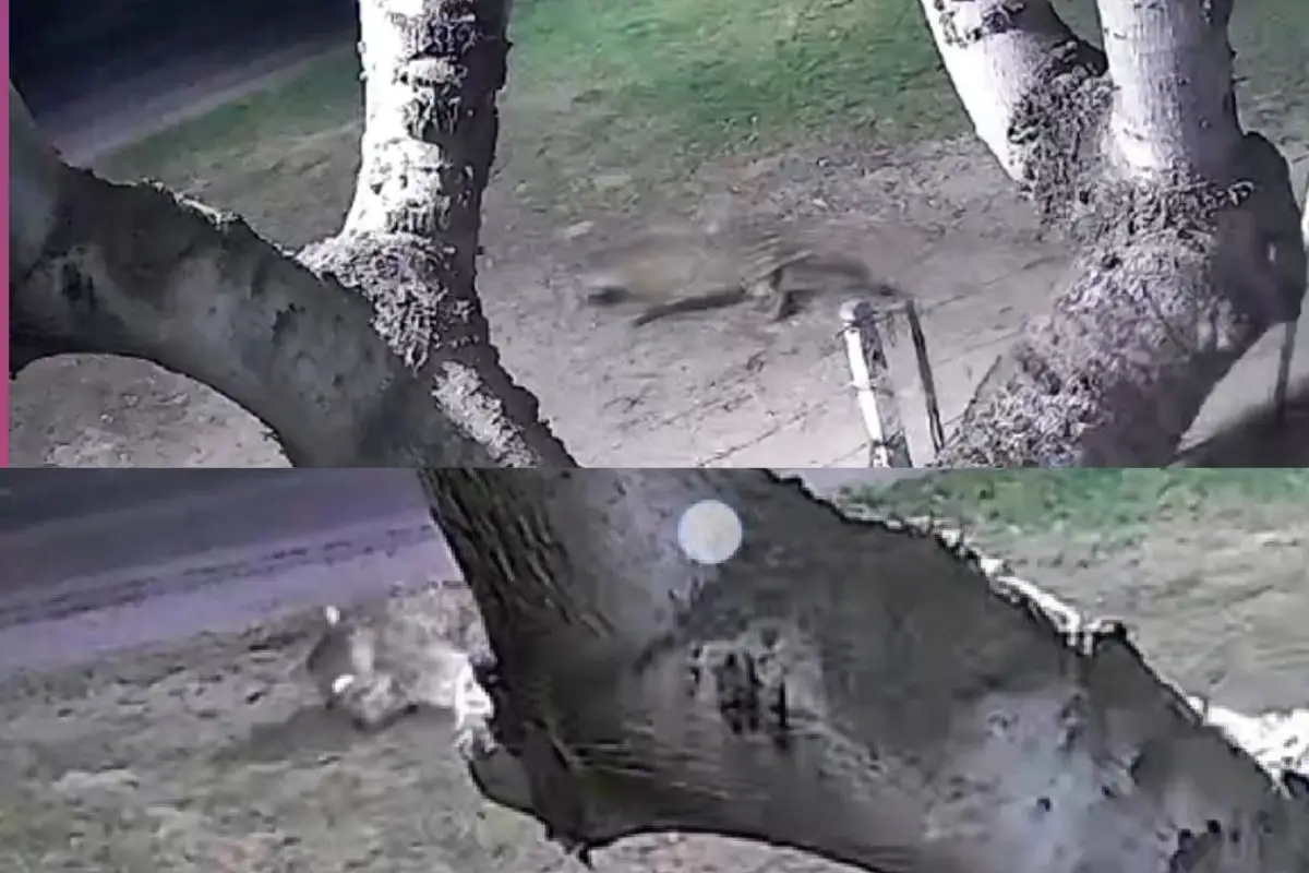 Onça-pintada ataca cachorro no quintal de casa minutos após família chegar de festa em cidade do Pantanal; veja