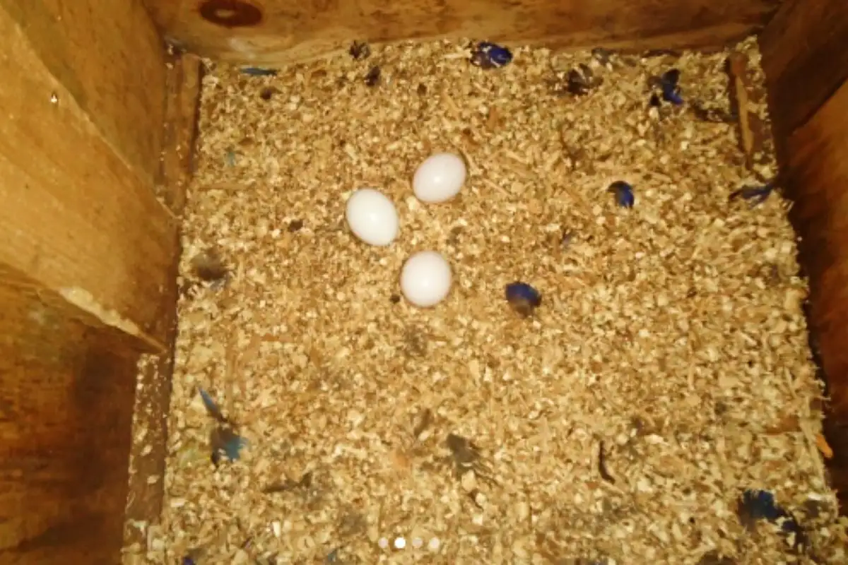 Primeiros ovos de arara-azul de 2026. (Foto: Vitor Math)