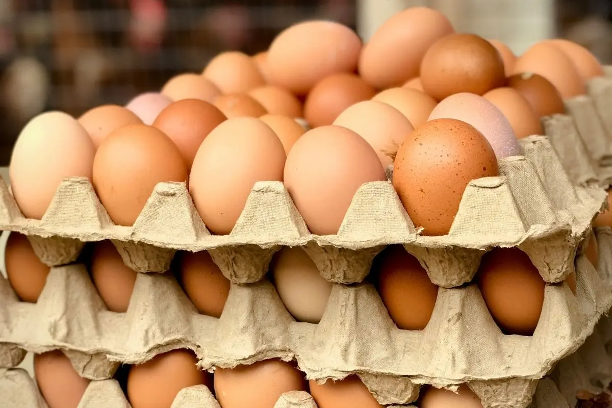 Ovos com plástico ou petróleo? Anvisa esclarece alerta que viralizou