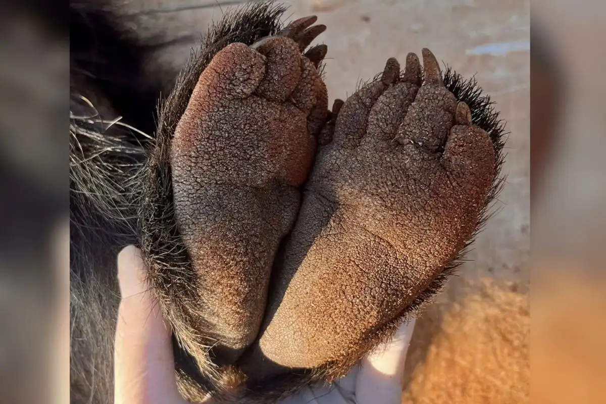 O mistério das patinhas que simulam pegadas de crianças na fauna brasileira