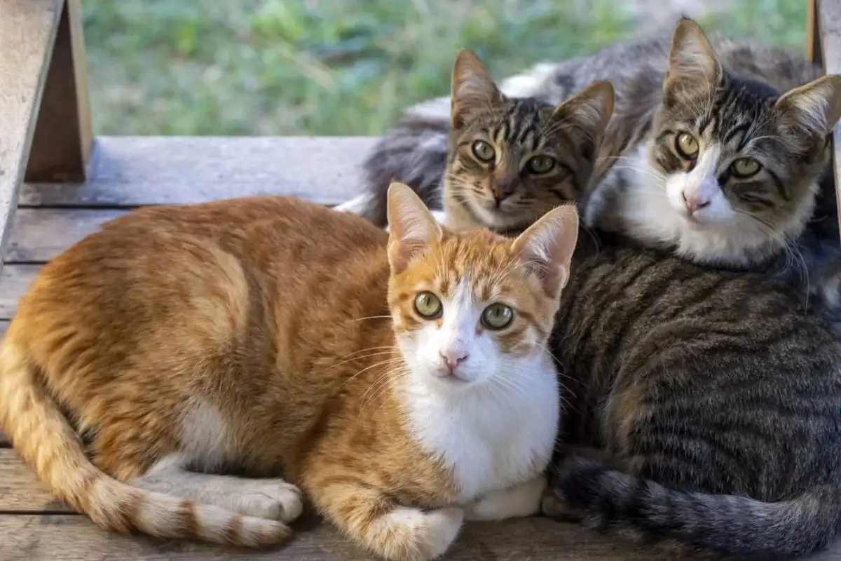 Mapa dos gatos: veja o ranking dos estados brasileiros onde felinos mais aparecem