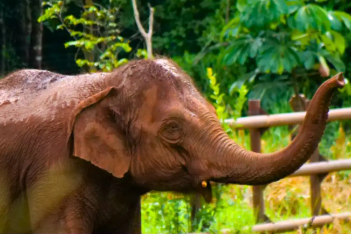 Com maior nariz do reino animal e até dois metros de comprimento, elefantes podem ter alergias a pólen e poeira