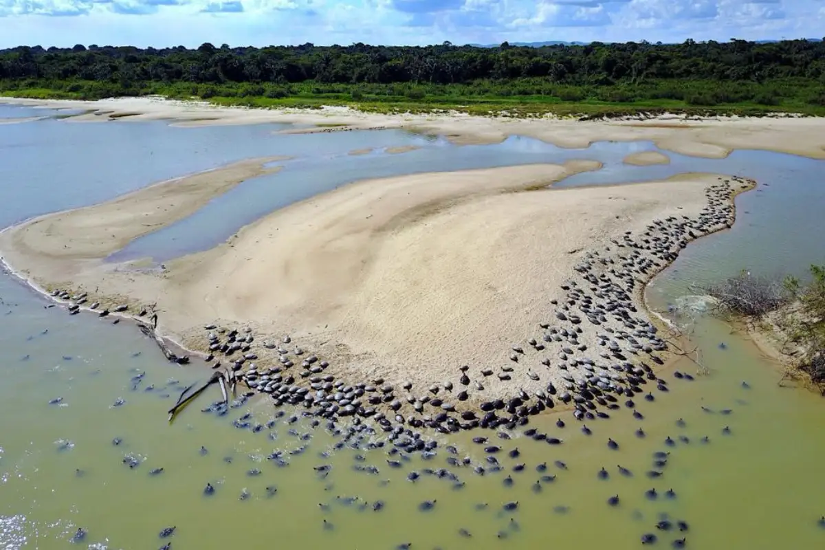 ibama voluntariado voluntários Programa Quelônios da Amazônia