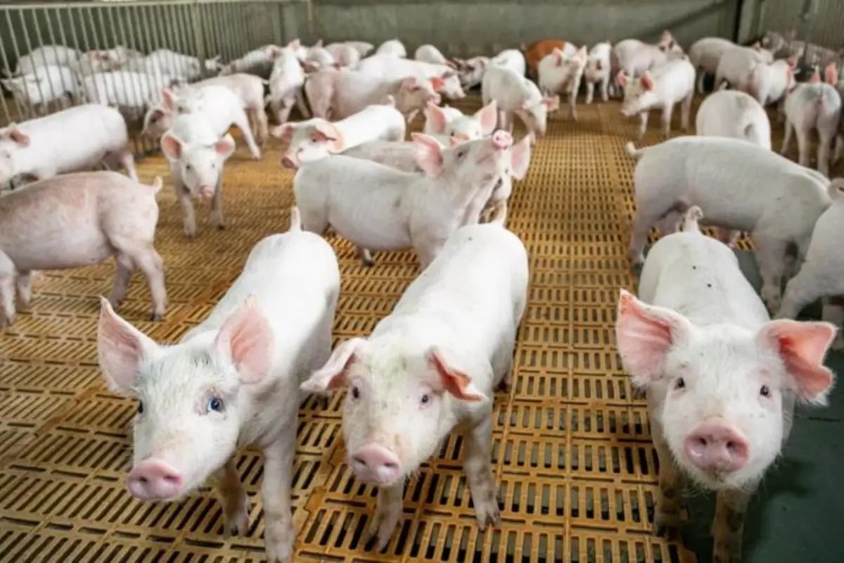 O ouro da suinocultura pode não estar no animal, mas no que ele produz. (Foto: Famasul)