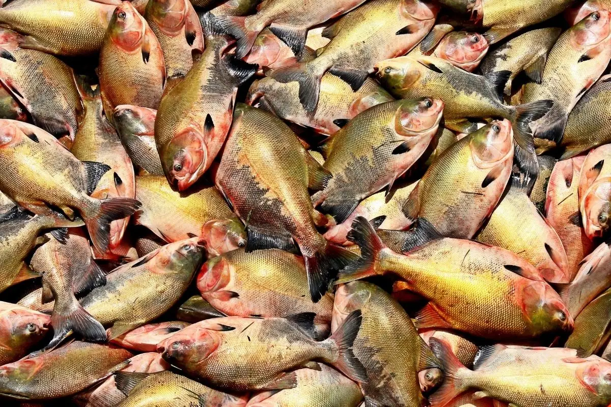 Peixe popular no Brasil entra em risco de extinção e pode ter venda proibida