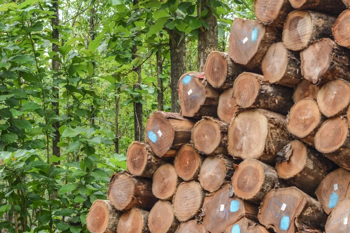 Madeira de até R$ 6 mil o m³: por que a teca virou aposta milionária em MT