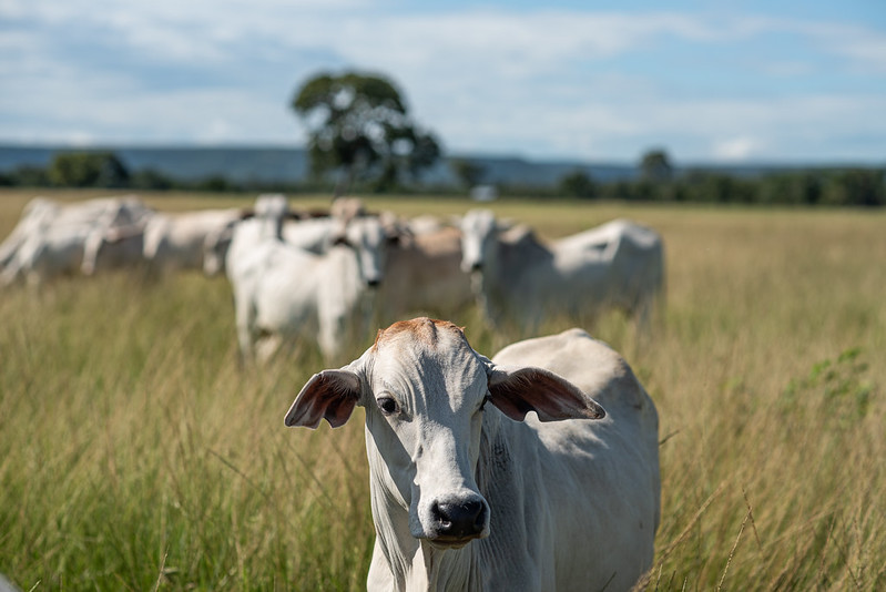 Sistema Famato | Mato Grosso completa 30 anos sem registro de febre aftosa