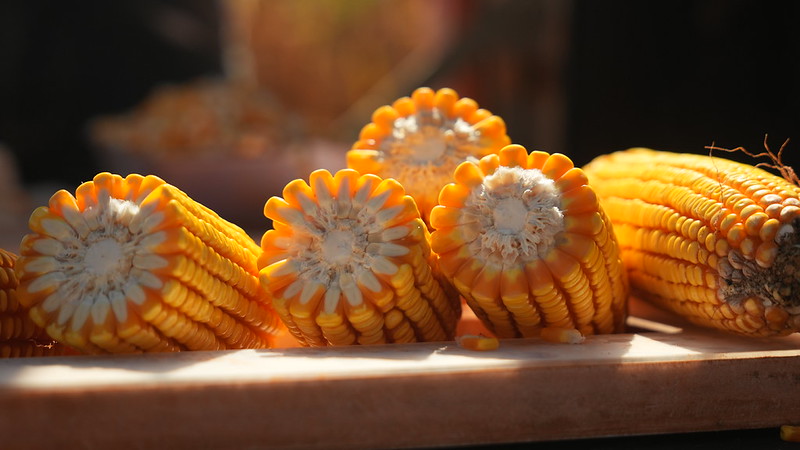 Sistema Famato | Mesmo com área menor, Mato Grosso supera Argentina em produtividade de milho