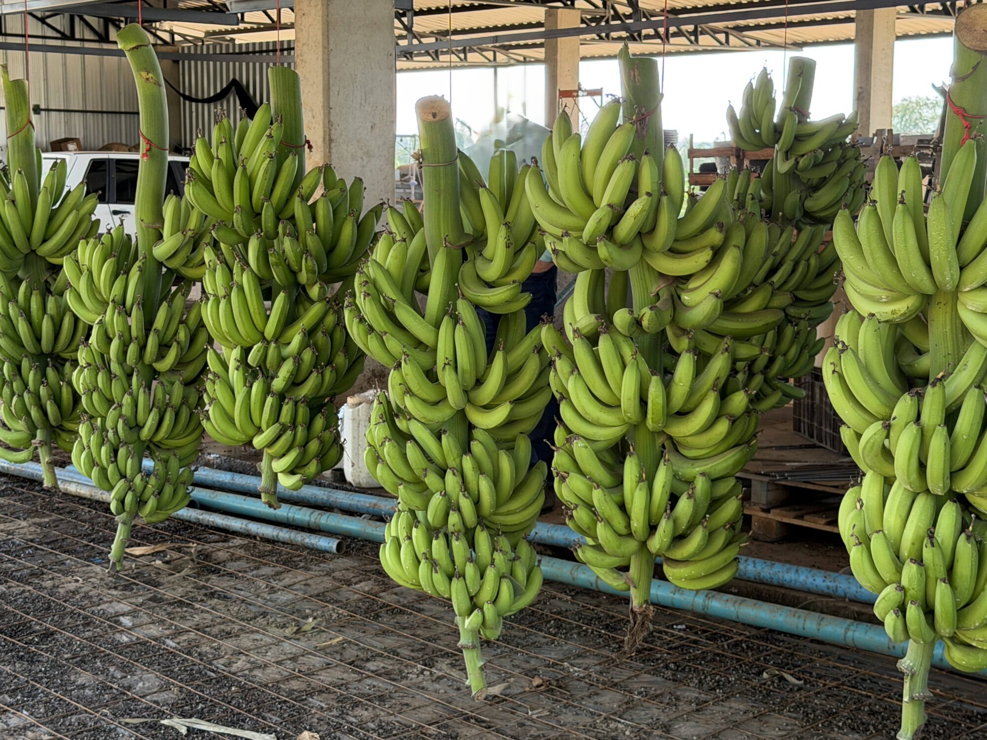 Sistema Famato | Dia Nacional da Banana destaca produtor de Dom Aquino que investe na expansão da cultura